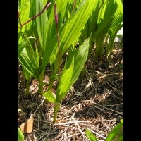 Bletilla Striata (fam. Orchidacees) (Chine) (05)